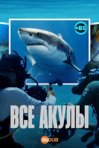 Постер «Все акулы»