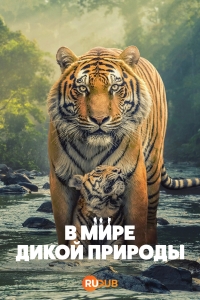 Постер «В мире дикой природы (2025)»